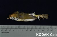 藏品(棕面鶯)的圖片